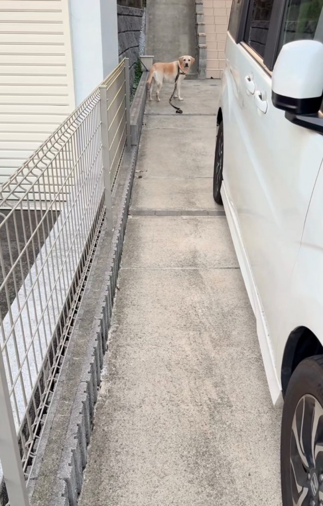 振り向く大型犬