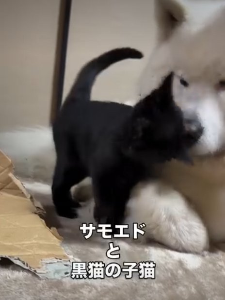 犬にくっつく猫5