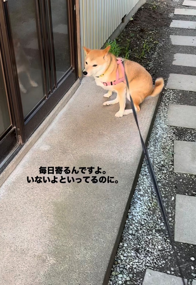 目を細めて座る犬