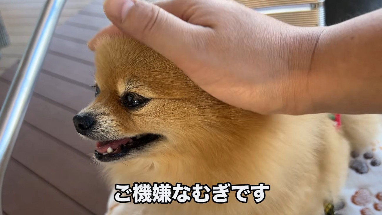 ご満悦の表情が可愛い♡