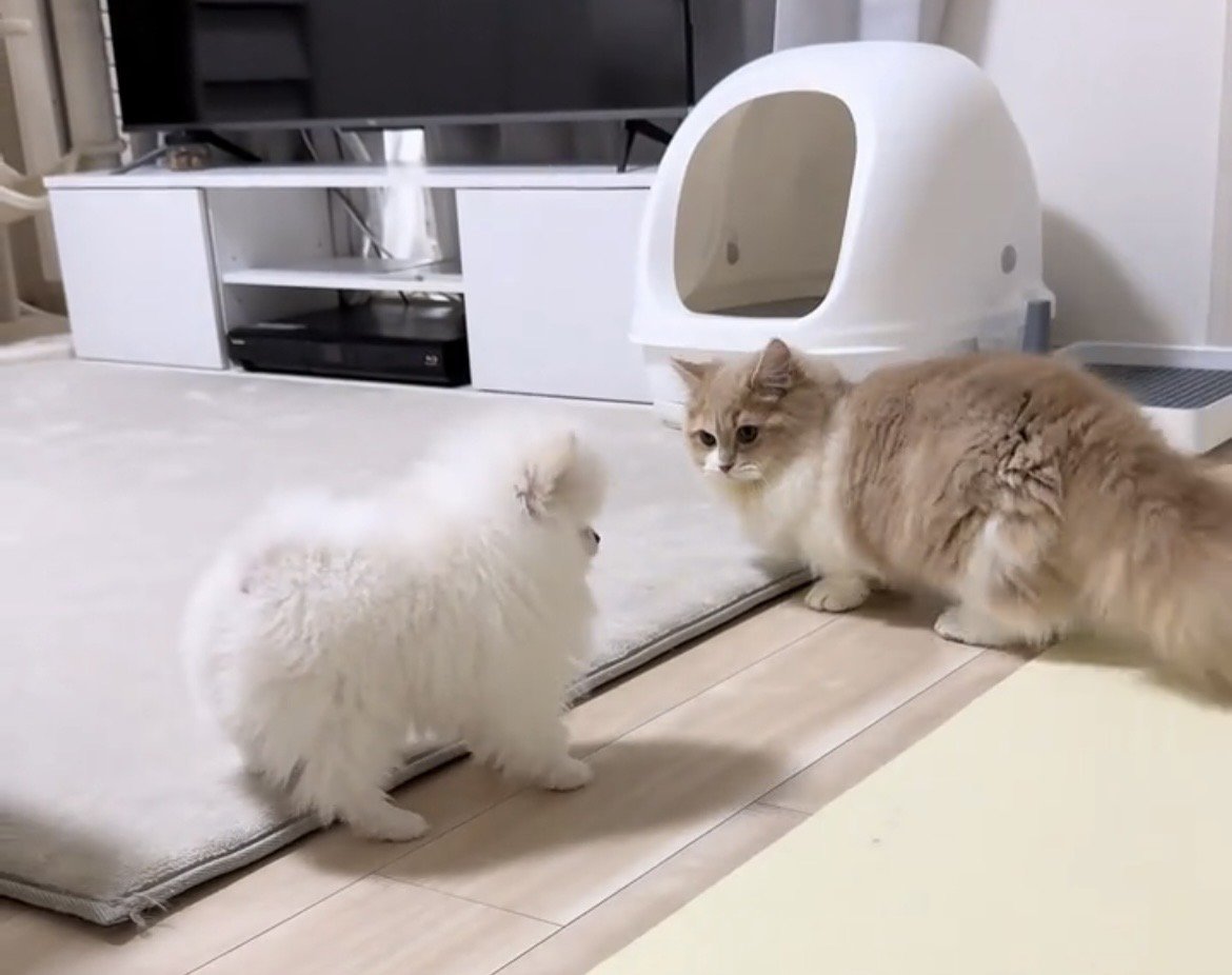 距離を取って見つめ合う犬と猫