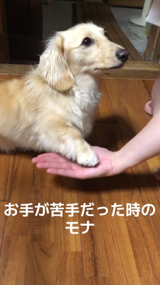 飼い主の手のひらに前足を置く犬