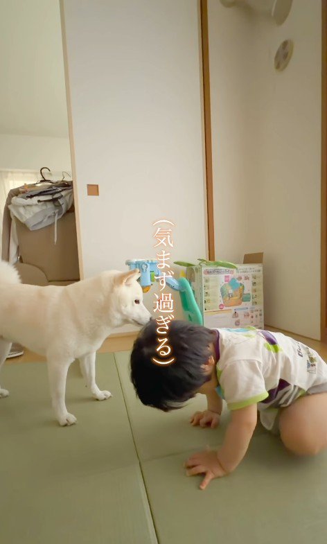 おまめちゃんと赤ちゃん3