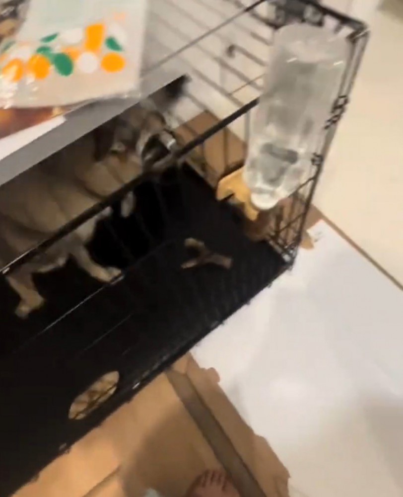 ケージの中にあった皿を咥える犬