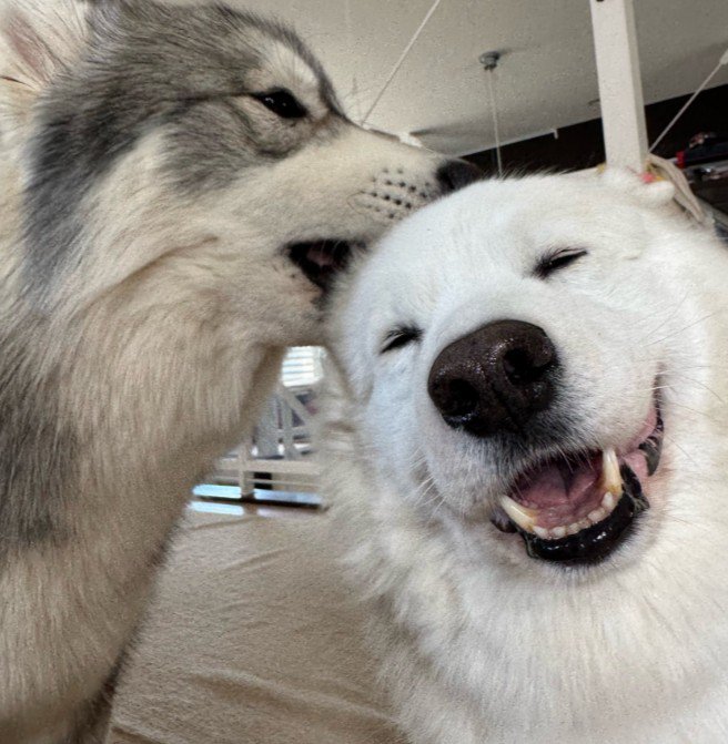 同居犬のPOWちゃんも♪