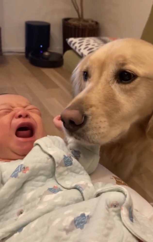 泣く赤ちゃんに寄り添う犬