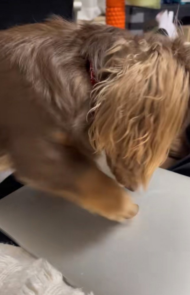 Appleマークを引っかく犬