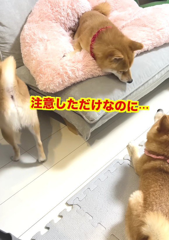 「仲良くしてほしいだけなのに…」