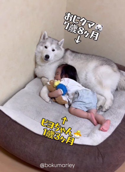 おじクマちゃんを枕に…