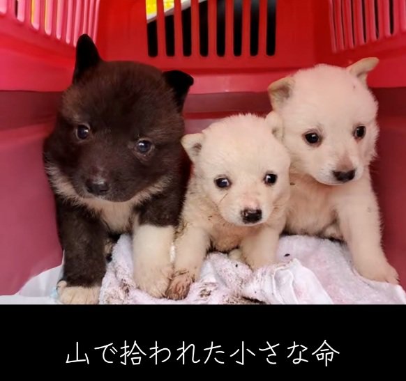 山で拾われた子犬