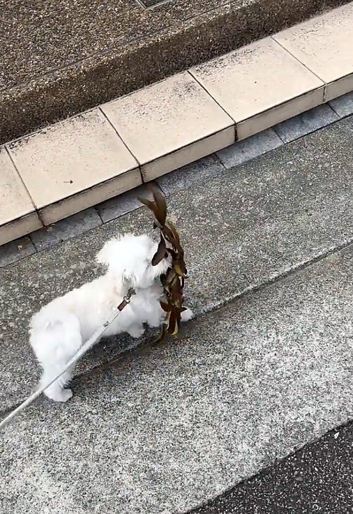 葉っぱで顔が隠れる犬