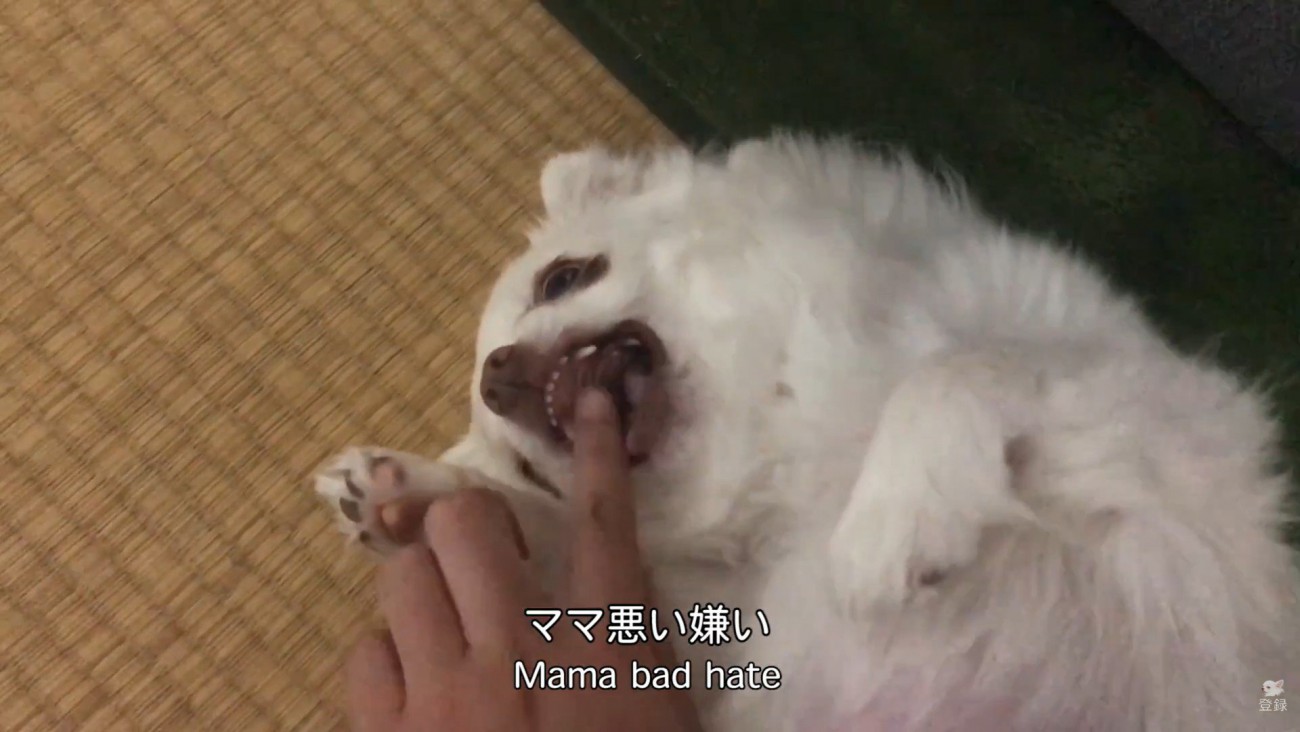 「許せない！噛みついてやる～っ」