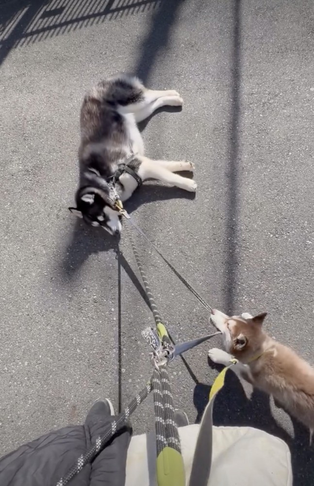 絶賛散歩拒否中。