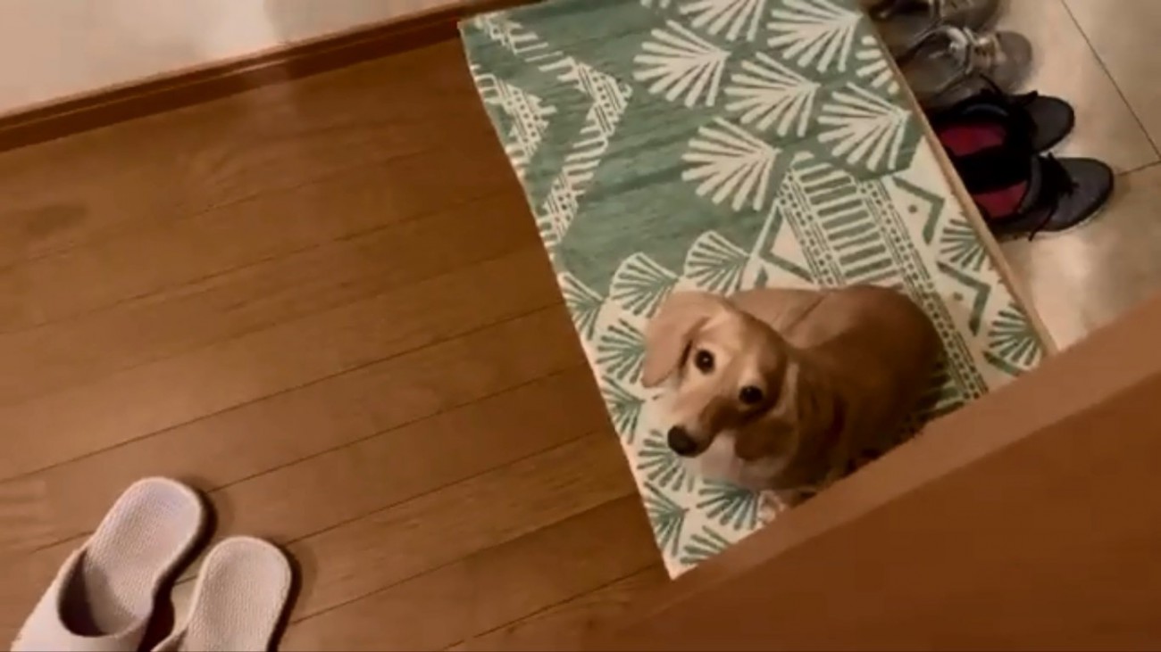 座って待つパンナちゃん