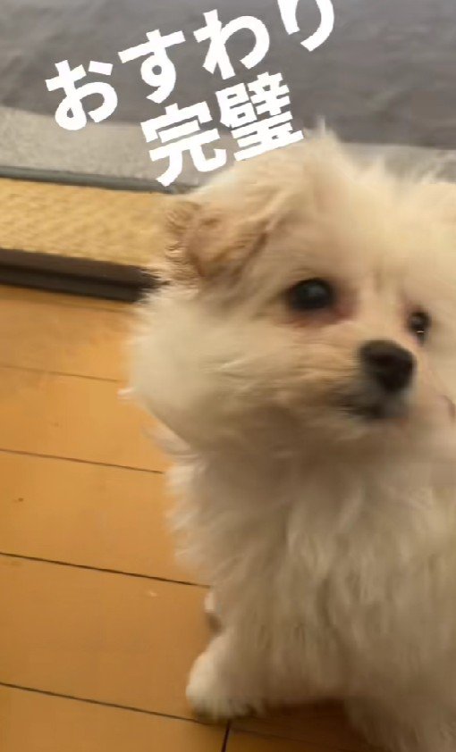 おすわりを習得したよ！！