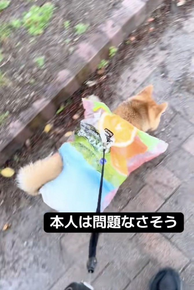 完全に着こなしてます