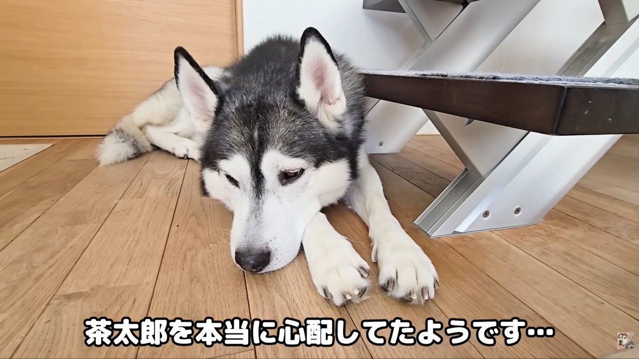 はっちゃんは呆れ顔