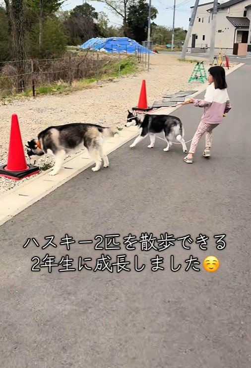 1年後、ハスキー2匹を同時にお散歩！