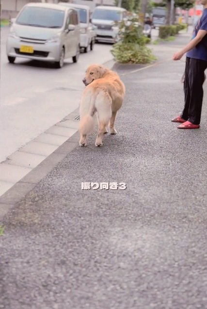 振り向き3回目のメルくん