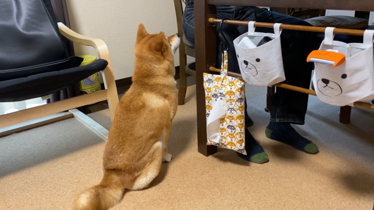 お父さんの足元にお座り