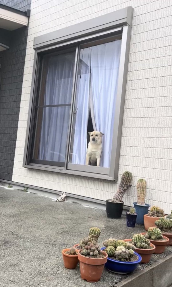カーテンの間から外を見る犬