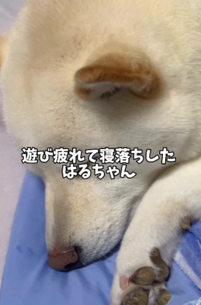 うたた寝している間に…