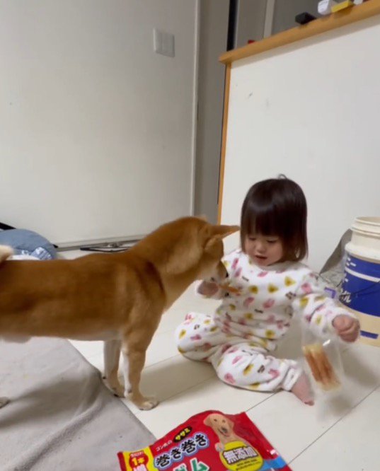 女の子が持っているおやつを見つめる犬