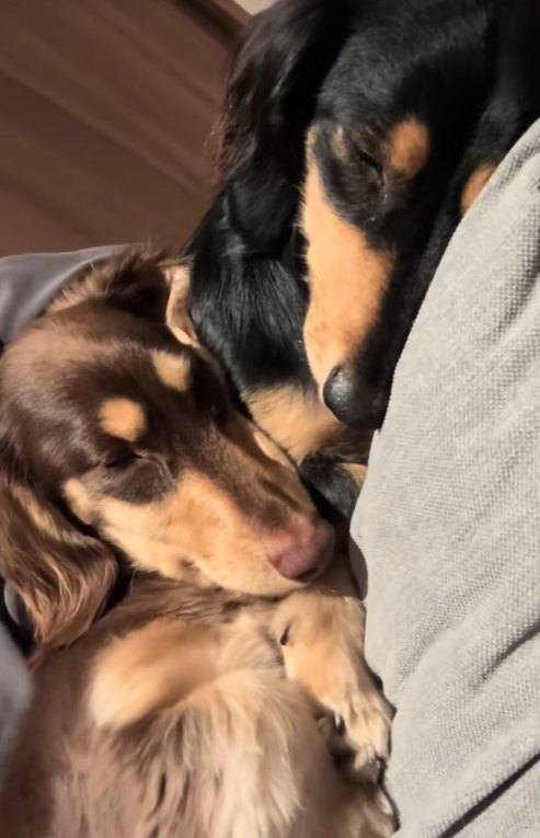 くっついて眠る小型犬たち