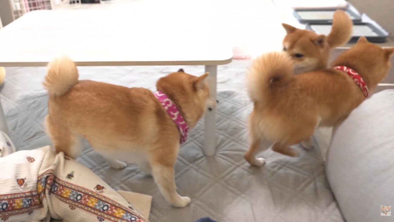 追いかけっこスタート