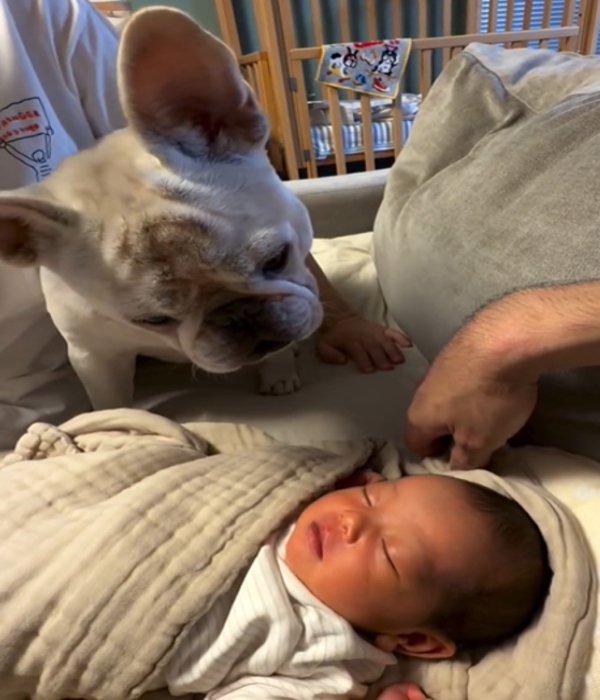 首をかしげる犬