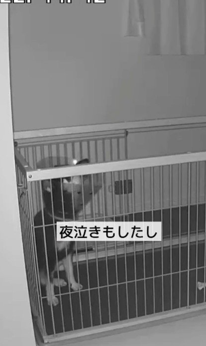 夜中に遠吠えをすることも