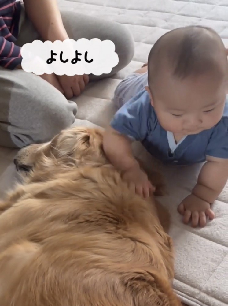犬をなでる赤ちゃん