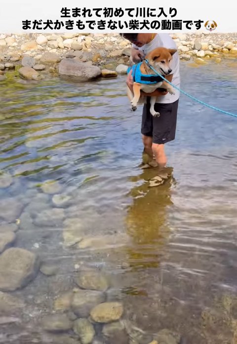 抱き上げられている柴犬