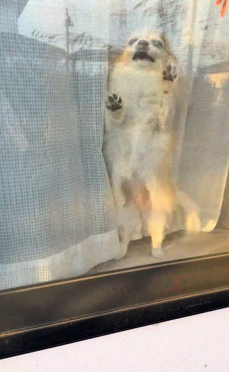 ひめちゃんのお出迎え5