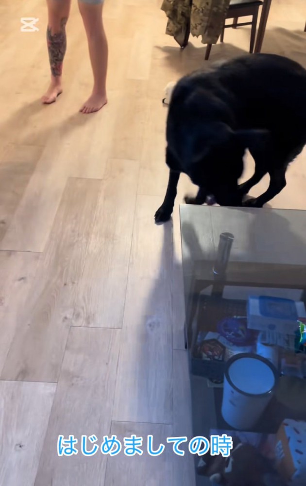 ウロウロする大型犬