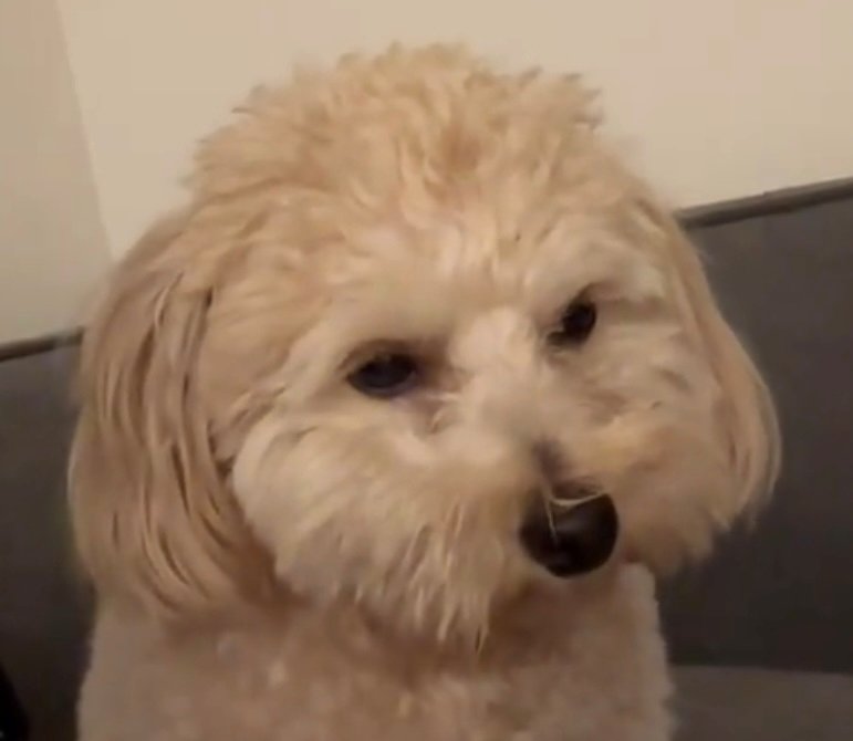 うつろな表情の犬