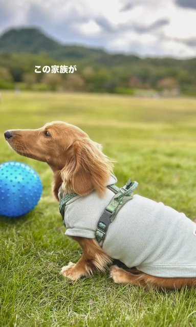 芝生の上に座るカニヘンダックスフンド