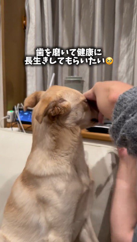 歯ブラシを動かされて顔を背ける犬