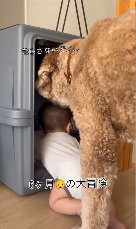 赤ちゃんがクレートに入った時のわたげちゃん4