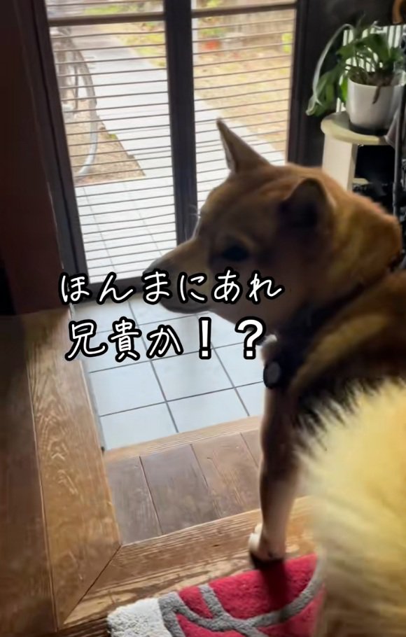 お母さんに確認するごんちゃん