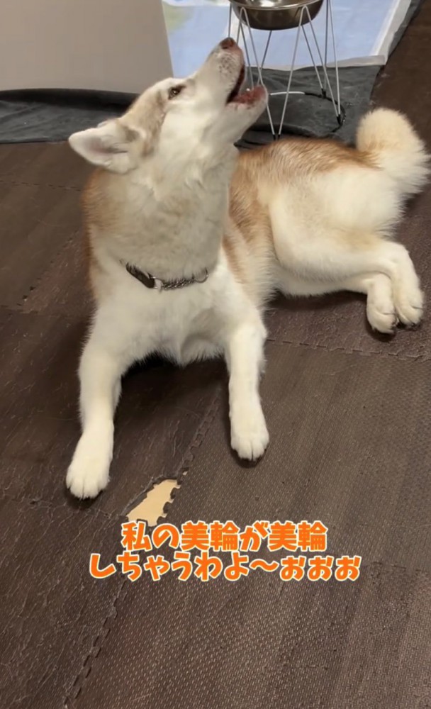 遠吠えするハスキー