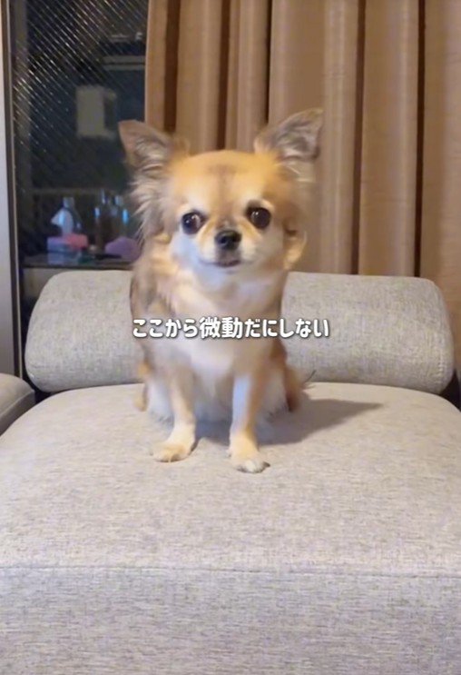 シアルちゃんを迎えた日6