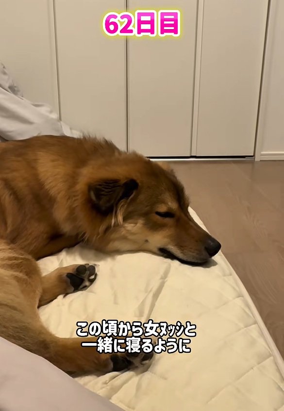 ママと寝るラッキーくん