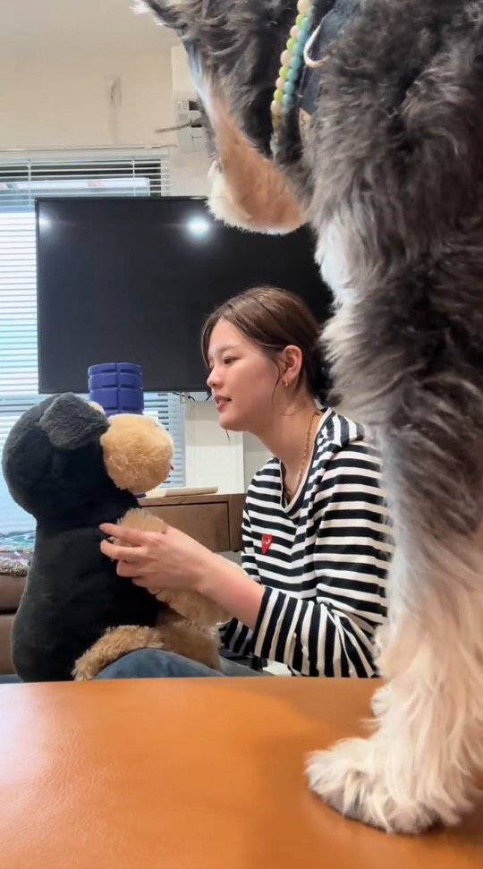 ぬいぐるみを可愛がる女性を見て立ち止まる犬