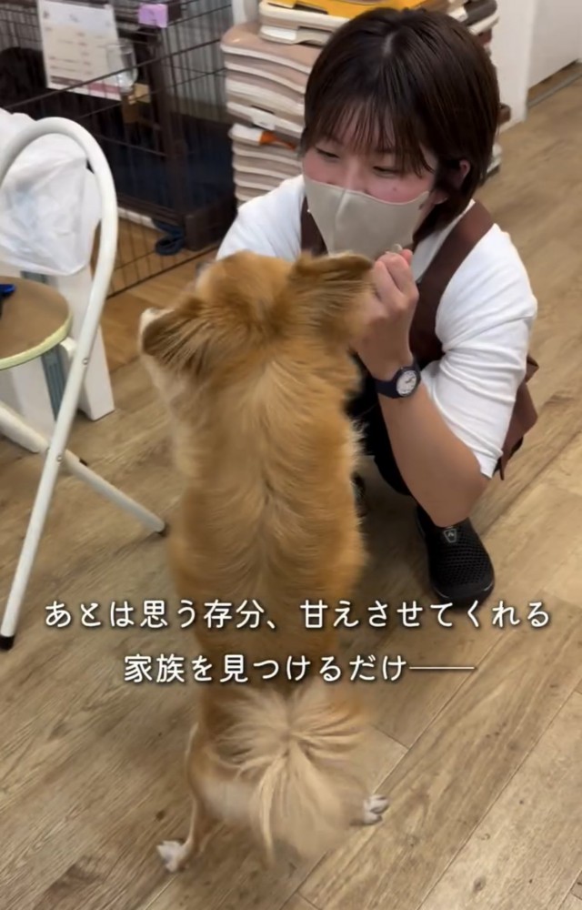 人と向き合う犬