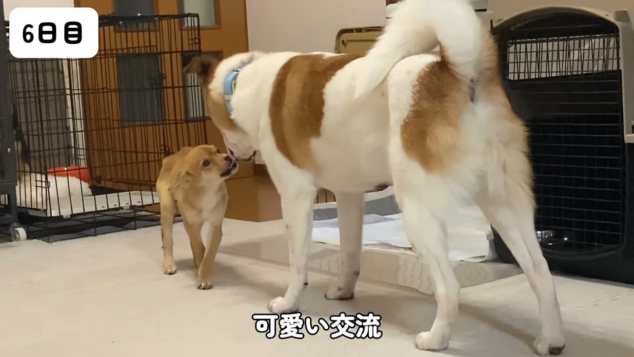こつめちゃんも徐々に慣れてきた