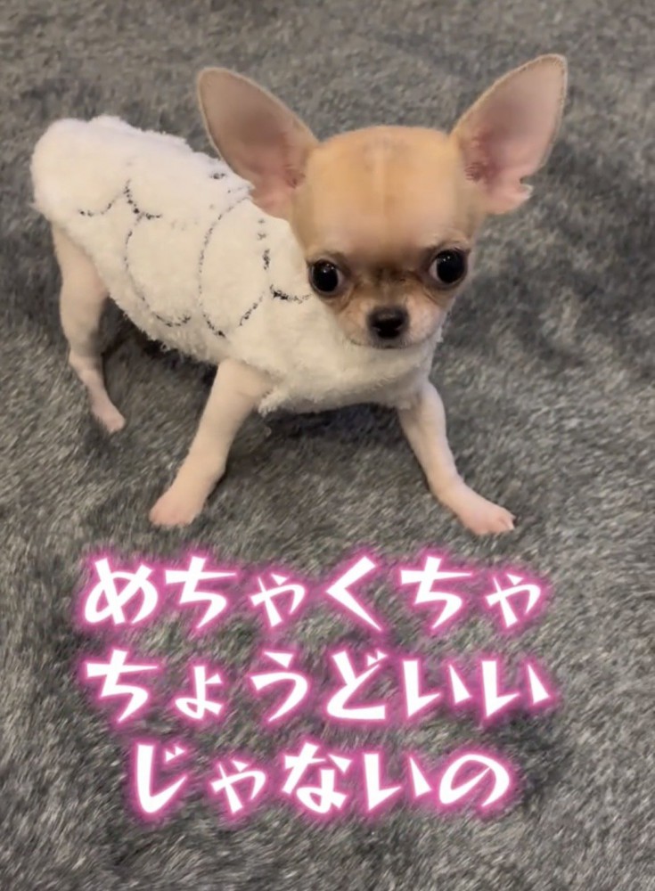 もこもこの洋服を着た犬