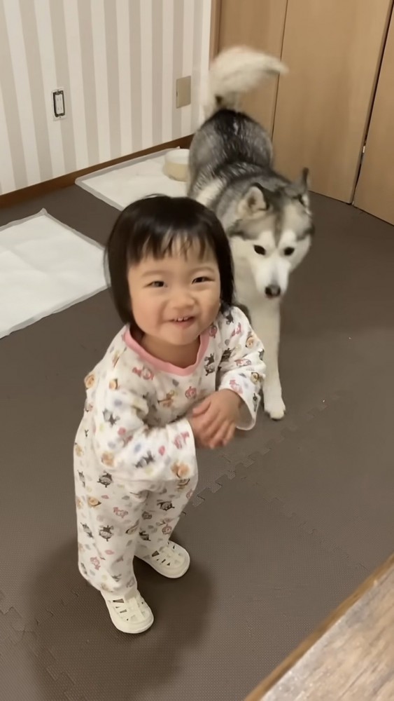 女の子の背後に忍び寄るハスキー