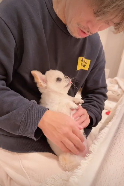 チワワのうにちゃん