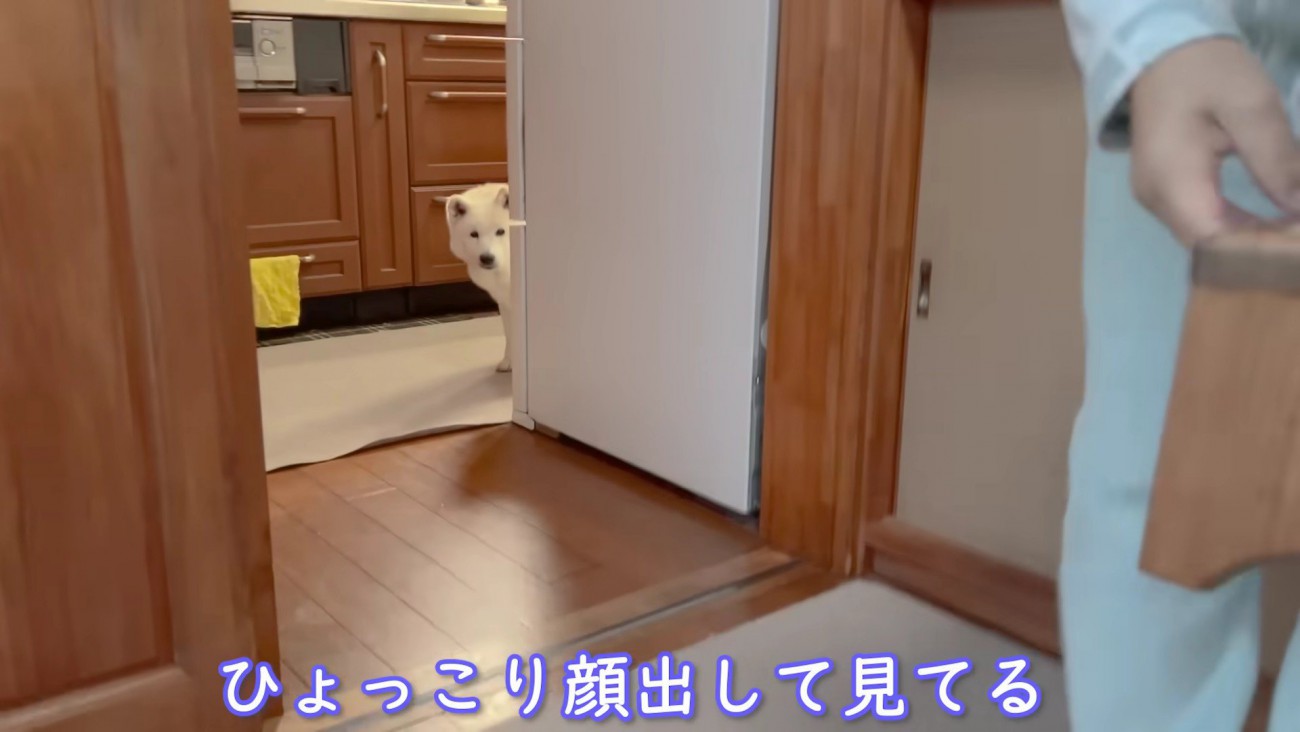 ご飯はまだかな？